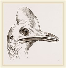 Head of Cassowary