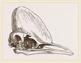 Skull of Adult Cassowary