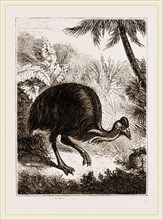 Cassowary