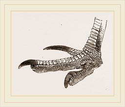 Foot of Cassowary