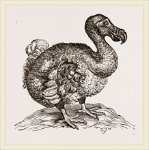 Dodo from Bontius