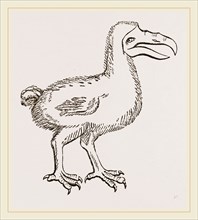 Dodo from Clusius
