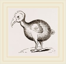 Dodo from Herbert