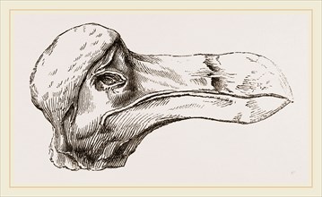 Head of Dodo at Oxford