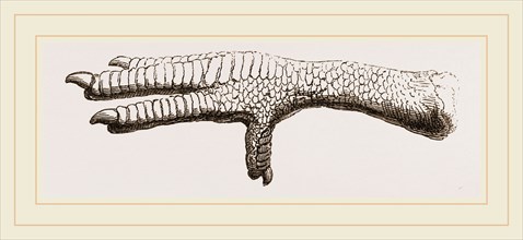 Foot of Dodo in British Museum