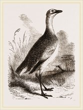 Great Bustard Female