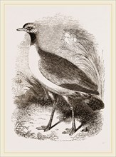Leaden-tinted Bustard