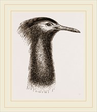 Llead of Kori Bustard