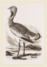 Great Bustard Male