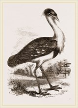 Black-headed Bustard