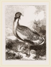 Great Bustard