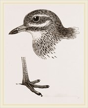 Head and Foot of Thick knee