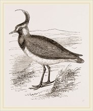 Lapwing