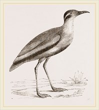 Black-bellied Swift-foot