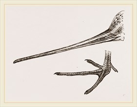 Beak and Foot of Black-tailed Godwit
