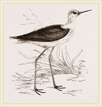 Black-winged Stilt Plover