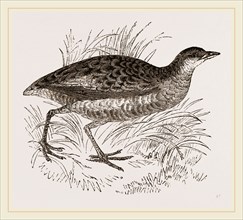 C orn-Crake