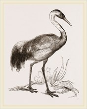 Crane