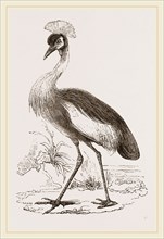 Crowned Crane