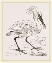 Spoonbill