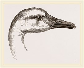 Head of Bewick's Swan