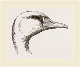 Head of Polish Swan