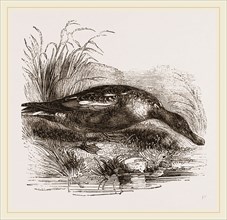Shoveller