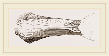 Bill of Malacorhynchus