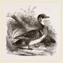 Summer Duck