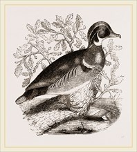 Summer Duck