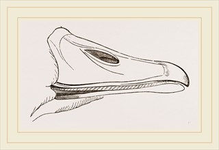 Bill of Egyptian Goose