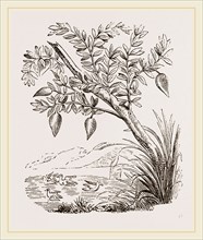 Bernicle Goose-tree