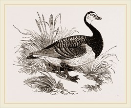 Bernicle Goose