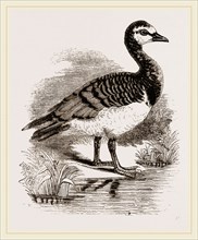 Bernicle Goose