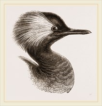 Head of Grebe