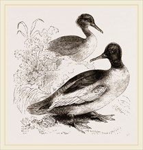 Goosanders