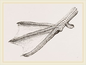 Foot of Merganser