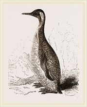 Patagonian Penguin