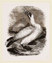 Gannet