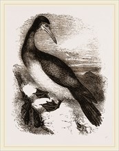 Booby or Brown Gannet