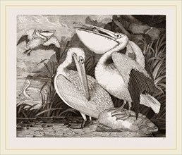 Pelicans