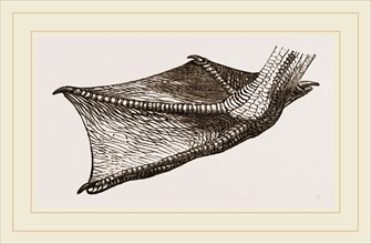 Foot of Pelican