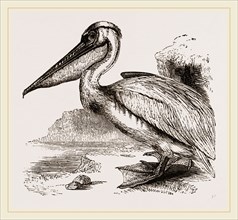 Pelican