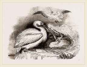 Pelican and Young