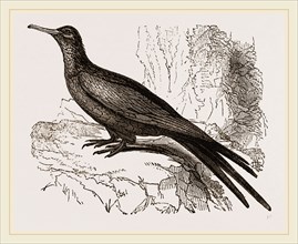 Frigate or Man-of-war Bird