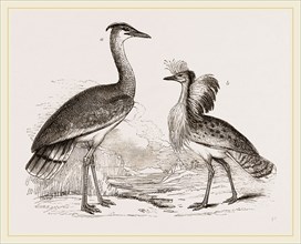 Kori Bustard and Houbara