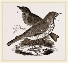 Fieldfare and Song-Thrush