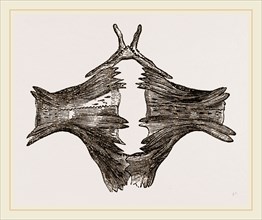 Sternum of River Tortoise