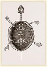 Skeleton of Marsh Tortoise