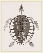 Skeleton of Loggerhead Turtle